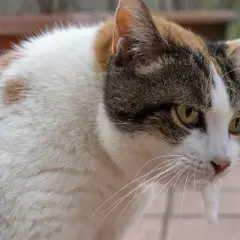 Kot z pianą przy pysku, wygląda na chorego. Czy bukszpan jest trujący dla kota?