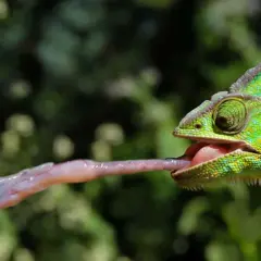 Zielony kameleon wyciąga długi, lepki język, by złapać czerwone jagody. Tak właśnie działa kameleon!