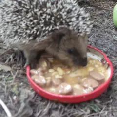 Czym karmić jeża? Dieta, mity i bezpieczne dokarmianie