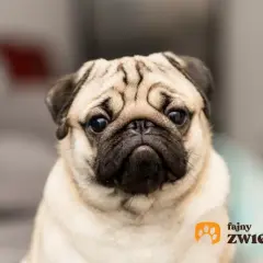 Uroczy mopsik z charakterystycznymi zmarszczkami. Zastanawiasz się, ile kosztuje mops?