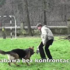 Kompletny poradnik jak wytresować owczarka: skuteczne metody i porady
