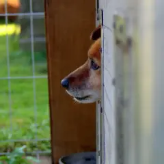 Smutny piesek wygląda z budy. Czasem trzeba podjąć trudną decyzję, jak oddać psa do schroniska, by zapewnić mu lepszą przyszłość.