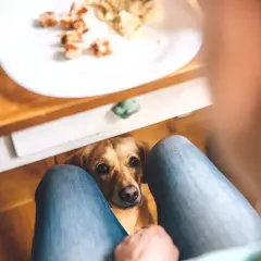 Czy pies może jeść ciasto? Poznaj zagrożenia i bezpieczne opcje