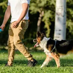 Skuteczne metody jak wytresować border collie: kompletny poradnik tresury