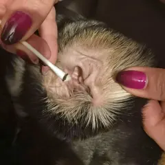 Czyszczenie ucha psa wacikiem, widoczne ciemne zabrudzenie na końcówce.