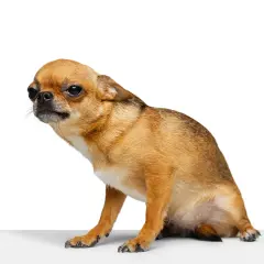 Mały piesek chihuahua w pozie jak do saneczkowania u psa, z zaciekawieniem spogląda w bok.