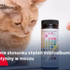 Badanie stosunku mikroalbuminy do kreatyniny w moczu kota. Test paskowy do analizy moczu.