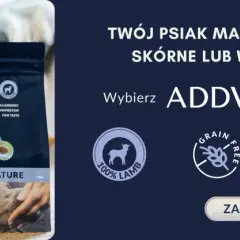 Maltańczyk siedzi obok paczki karmy ADDVENA Power of Nature.