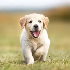 Szczeniak golden retriever, z radosnym wyrazem pyska, biegnie przez trawę. Może ma na imię Gucio?