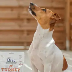 Pies czeka na przysmak. Opakowanie Brit Meaty Jerky Turkey sugeruje najlepsza karma dla psa - ranking.