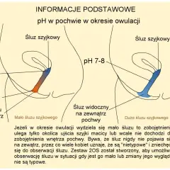 Schemat przedstawia zmiany pH i śluzu szyjkowego w pochwie podczas owulacji, kluczowe dla określenia dni płodnych.