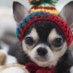Jak wytresować chihuahua w 6 prostych krokach - skuteczne metody szkolenia