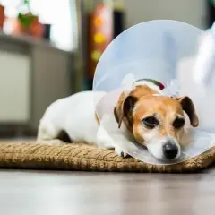 Smutny piesek w kołnierzu po zabiegu. Szukasz alternatywy, czym zastąpić kołnierz dla psa?