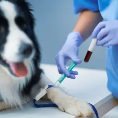 Weterynarz pobiera krew od psa do analizy. Wyniki gazometrii pomogą ocenić gazometria normy.