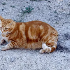 Rudy kot o pręgowanym futrze leży na żwirze. Jego **alt podwyższone** świadczy o tym, że jest zrelaksowany i czuje się bezpiecznie.