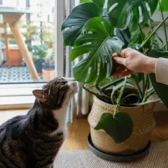 Kot ciekawski wącha liść monstery, zastanawiając się, czy monstera jest trująca dla kota.