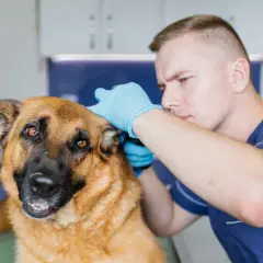 Jak wyleczyć zapalenie ucha u psa? Skuteczne metody leczenia 