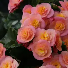 Kwitnące, różowo-żółte begonie. Czy begonia jest trująca dla kota? Warto to sprawdzić, zanim kot zbliży się do tych pięknych kwiatów.