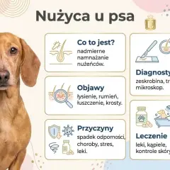 Uroczy piesek z informacjami o nużycy u psa: przyczyny, objawy, diagnostyka i leczenie.