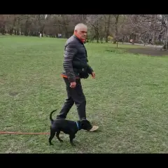 Jak wytresować pitbulla na lojalnego przyjaciela - skuteczne techniki tresury