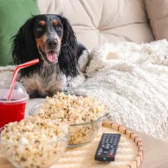 Pies na kanapie z popcornem i napojem. Czy pies może jeść popcorn? Ten słodki piesek wygląda, jakby chciał się dowiedzieć.