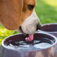 Beagle pije wodę z miski, jego język tworzy fale. Czy to oznaka polidypsji?