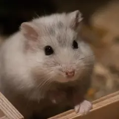 Uroczy, puszysty chomik szuka imienia. Może Puszka, Kuleczka albo Śnieżek?