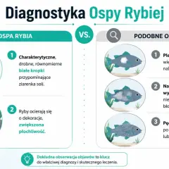 Ilustracja porównuje objawy ospy rybiej (drobne białe kropki, ocieranie się ryb) z podobnymi symptomami (pleśniawka, nadmiar śluzu), kluczowe dla ichtiologii.