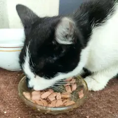 Czarno-biały kotek zajada mokrą karmę z miseczki. Czy Whiskas to dobra karma? Kotek wygląda na zadowolonego.