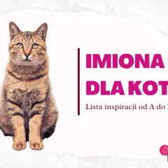 Uroczy kotek czeka na słodkie imiona dla kotki. Lista inspiracji od A do Z!
