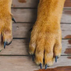 Dwa psie łapy z widocznymi, ostrymi, czarnymi pazurami spoczywają na drewnianej powierzchni.