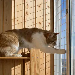 Jak zabezpieczyć balkon dla kota bez siatki: 5 skutecznych sposobów