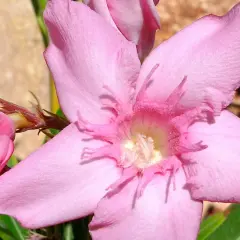 Piękny, różowy oleander. Pamiętaj, czy oleander jest trujący – jego piękno skrywa niebezpieczeństwo.