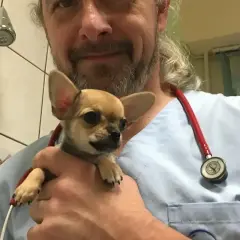 Weterynarz trzyma małego, uroczy piesek chihuahua. Piesek z downem, który jest bardzo kochany.