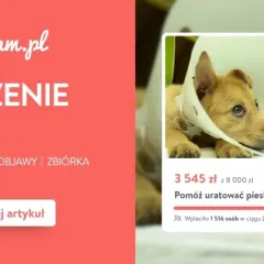 Koszt chemioterapii u psa: Co warto wiedzieć przed rozpoczęciem leczenia