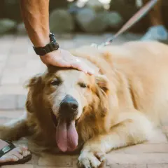 Złoty retriever leży na bruku, a jego opiekun głaszcze go po głowie. Pies dyszy, wystawiając język. To idealny moment na **sucrabest dla psa**.