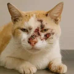 Kot z ranami na pyszczku, zastanawiasz się, czy lepszy będzie octenisept czy rivanol dla kota?