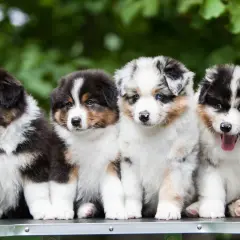 Cztery urocze szczenięta rasy Aussie, idealne do wyboru angielskie imiona dla suczki.