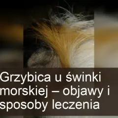 Grzybica u świnki morskiej - zdjęcia i porady