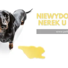 Jamnik z plamką moczu obok. Napis "Niewydolność nerek u psa" sugeruje, że Nefroloxan może pomóc w tej dolegliwości.