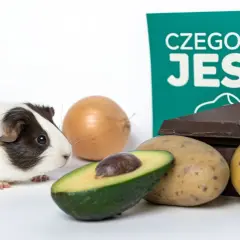 Świnka morska obok awokado, ziemniaków, czekolady i cebuli. Tabliczka informuje "Czego nie jeść".
