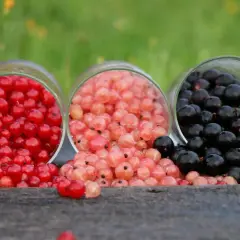 Czy pies może jeść czerwoną porzeczkę? Korzyści i zagrożenia