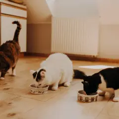 Trzy koty jedzą z misek. Zastanawiasz się, ile powinien jeść kot? Obserwuj ich apetyt!