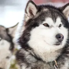 Jak wytresować husky - 7 sprawdzonych metod na posłusznego psa