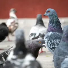 Leczenie salmonelli u gołębi - skuteczne metody