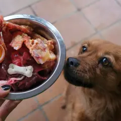 Czy pies może jeść żołądki drobiowe? Korzyści i zagrożenia