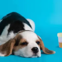 Smutny szczeniak beagle obok pojemnika z moczem i strzykawki. W moczu mogą być wałeczki szkliste.