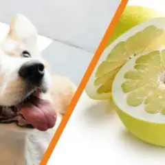 Czy pies może jeść pomelo? Bezpieczeństwo i skutki dla zdrowia