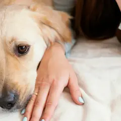 Złoty retriever leży obok swojej pani, która delikatnie głaszcze go po głowie. Pies wygląda na zmęczonego, być może potrzebuje antybiotyku dla psa.