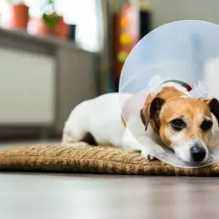 Mała suczka po sterylizacji leży na poduszce w kołnierzu ochronnym, odpoczywając po zabiegu.